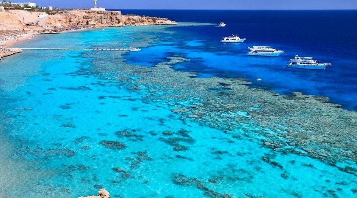 MISIR TURU - Resim #0