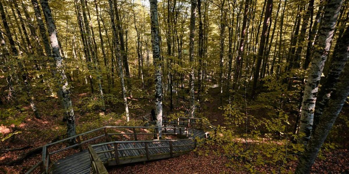 SAPANCA/MAŞUKİYE TURU - Resim #6